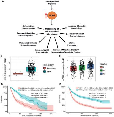 UCP2 as a Potential Biomarker for Adjunctive Metabolic Therapies in Tumor Management